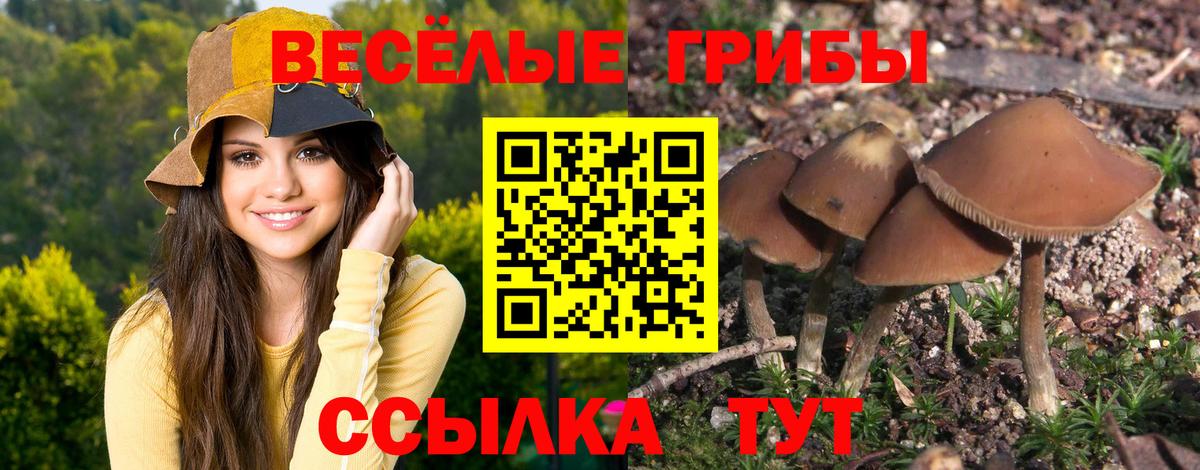 хочу   Галлюциногенные грибы Psilocybine cubensis  Вход с VPN  Псилоцибиновые грибы Cubensis  Рязань 